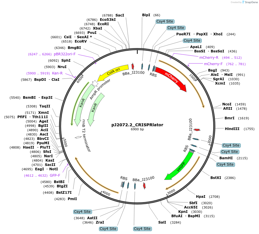 140674-plasmid-map-sequence-id-305156