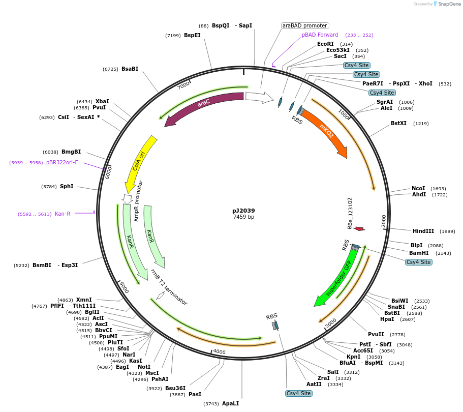 140678-plasmid-map-sequence-id-305159
