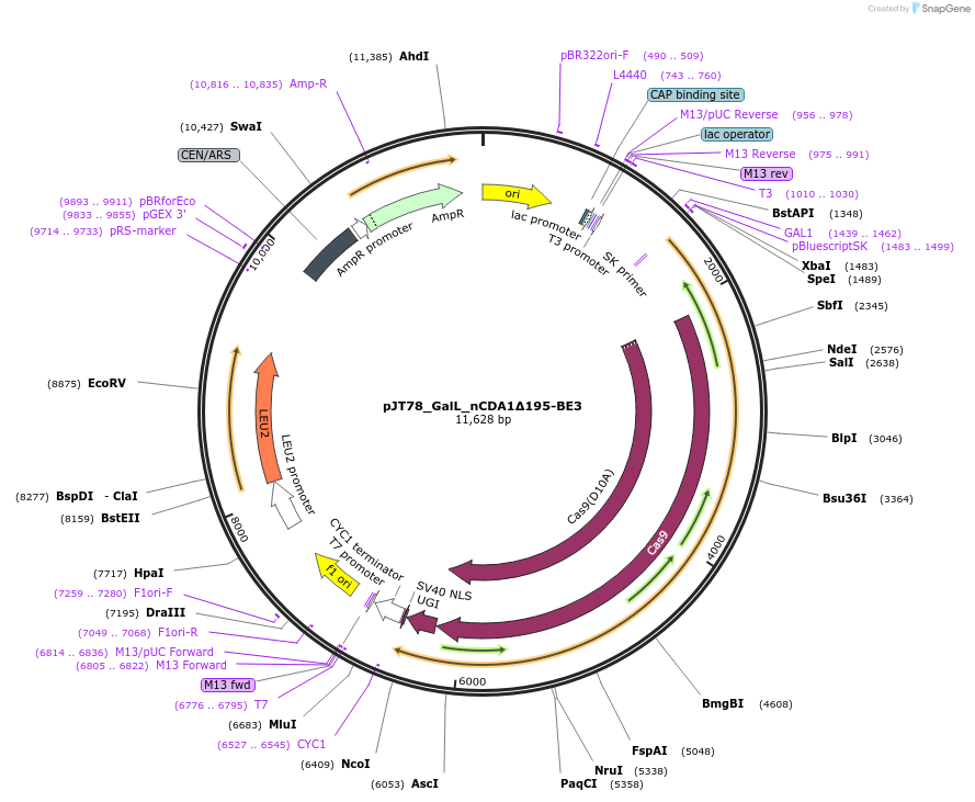 145044-plasmid-map-sequence-id-305163