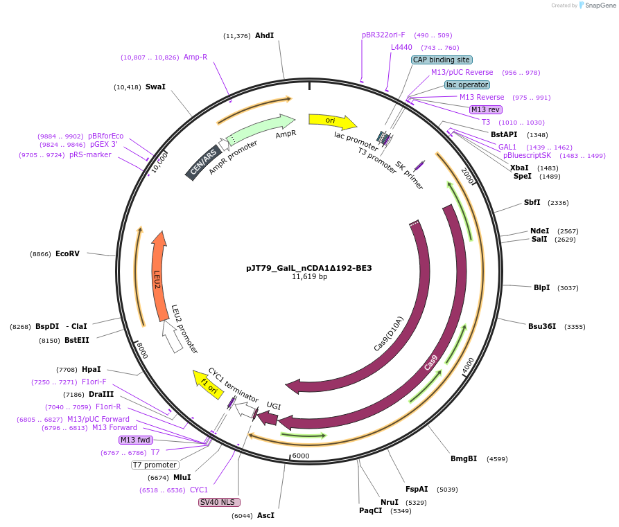 145045-plasmid-map-sequence-id-305164