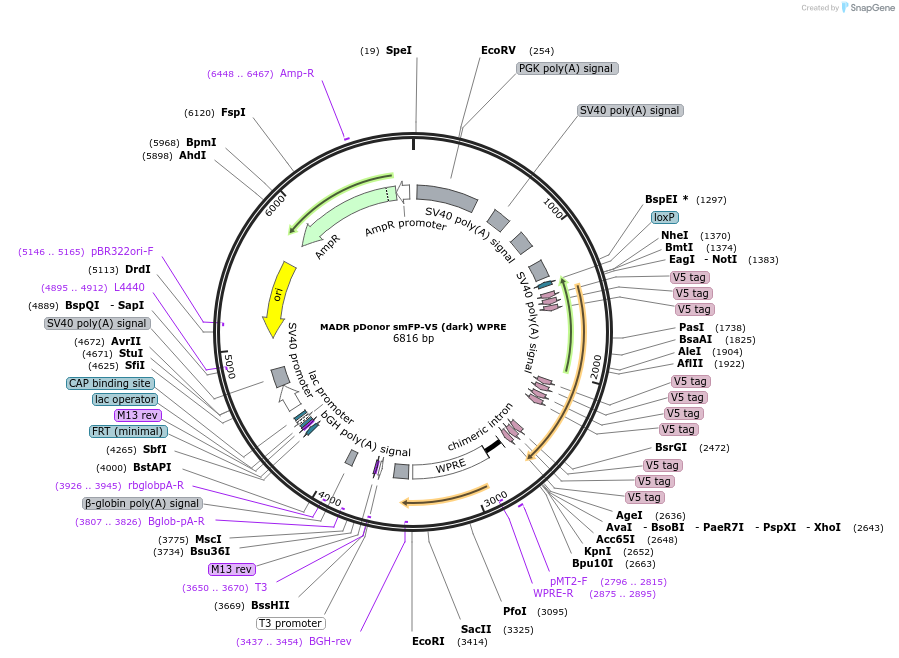 131006-plasmid-map-sequence-id-305181