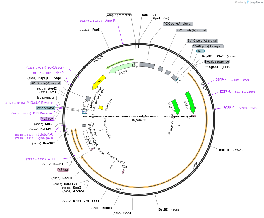 131461-plasmid-map-sequence-id-305184
