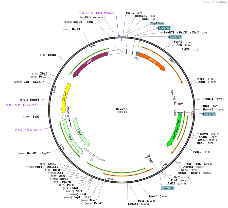 140676-plasmid-map-sequence-id-305186