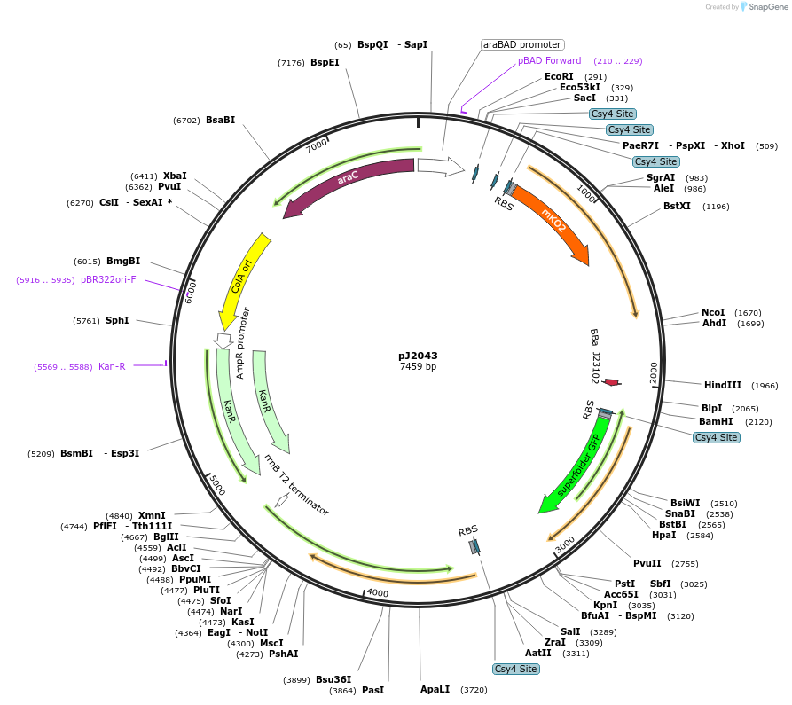 140677-plasmid-map-sequence-id-305187