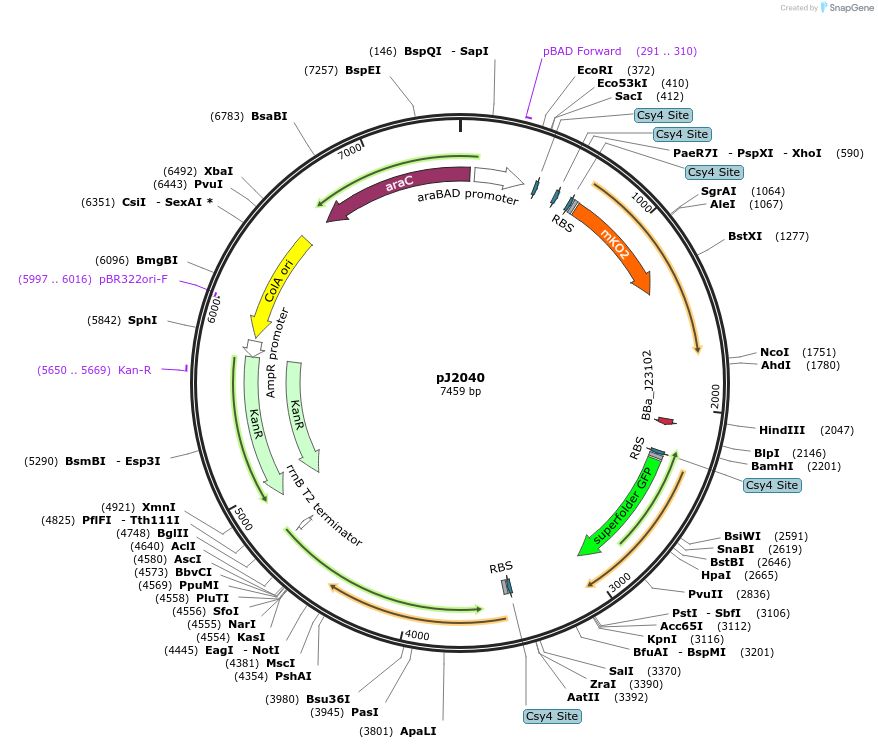 140679-plasmid-map-sequence-id-305188