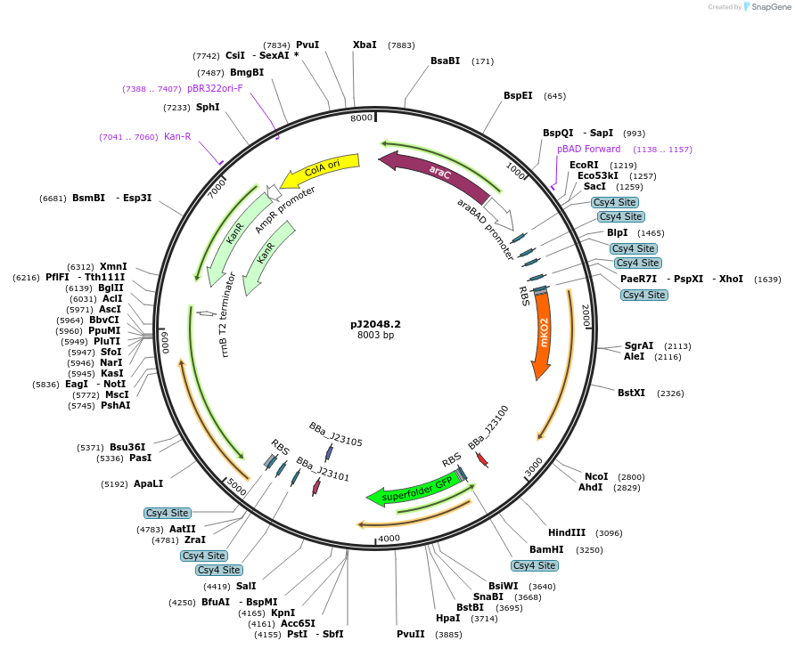 140687-plasmid-map-sequence-id-305232