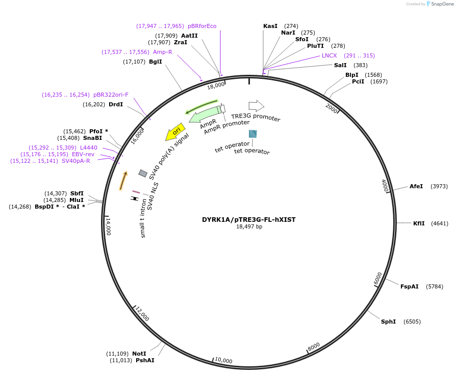 149608-plasmid-map-sequence-id-305296