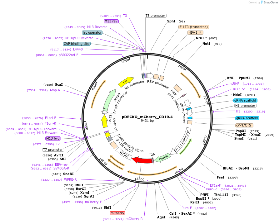 140101-plasmid-map-sequence-id-305300