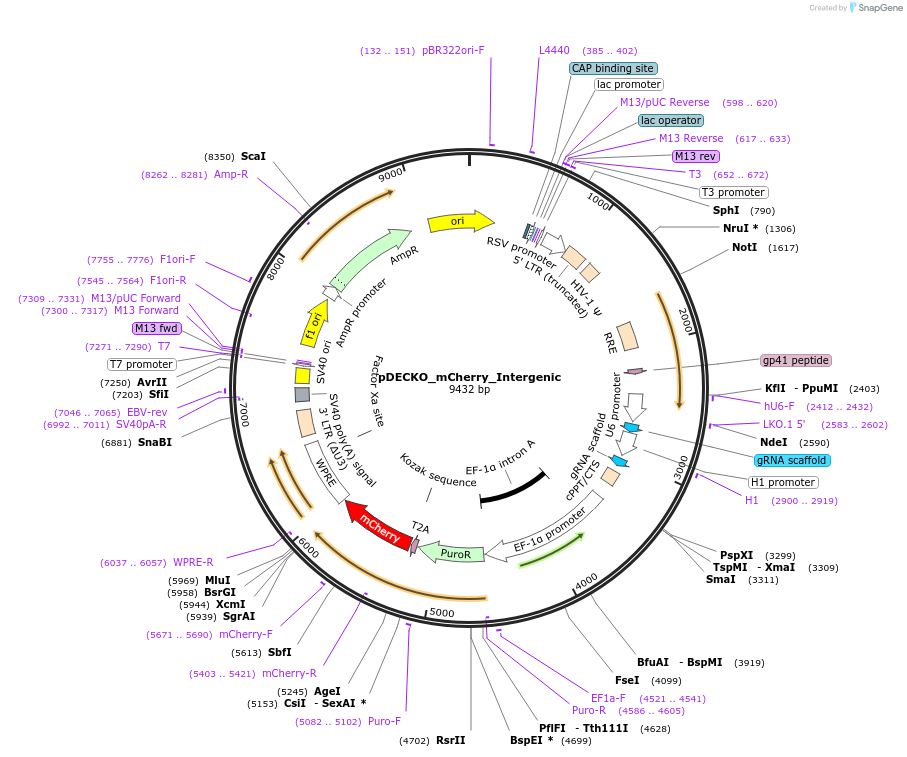 140100-plasmid-map-sequence-id-305301