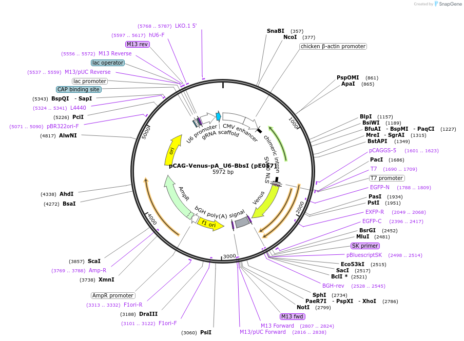 149351-plasmid-map-sequence-id-305313