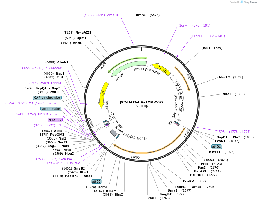 154963-plasmid-map-sequence-id-305330
