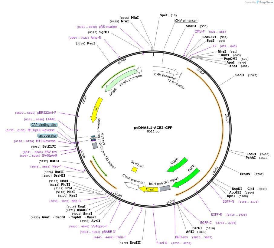 154962-plasmid-map-sequence-id-305331