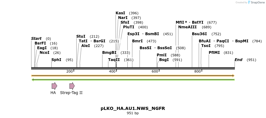 305337_map