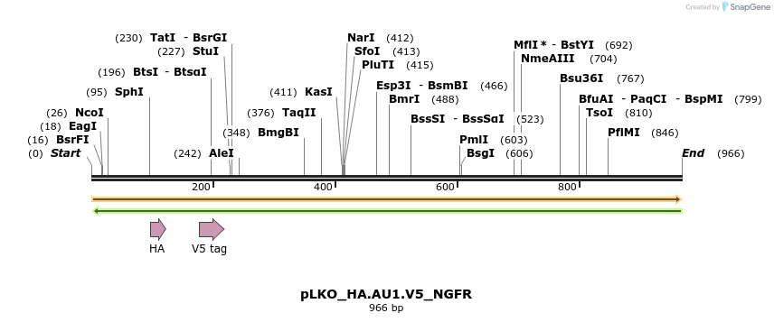 305339_map