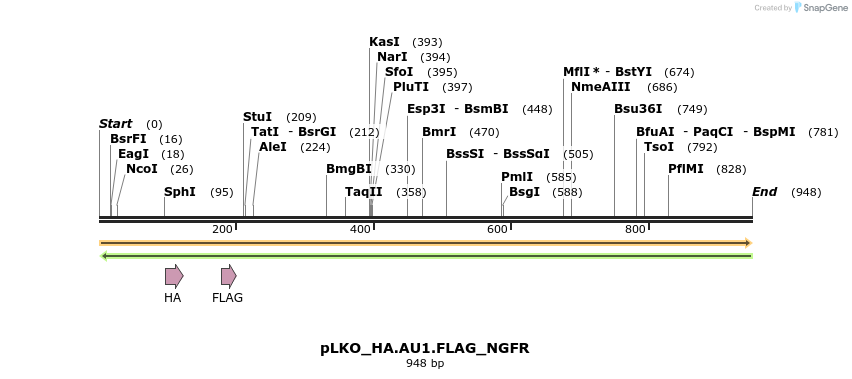 305341_map
