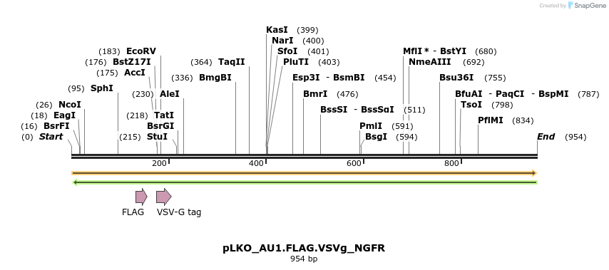 305353_map