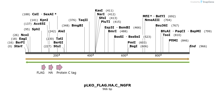 305383_map