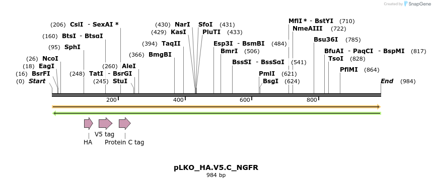 305393_map