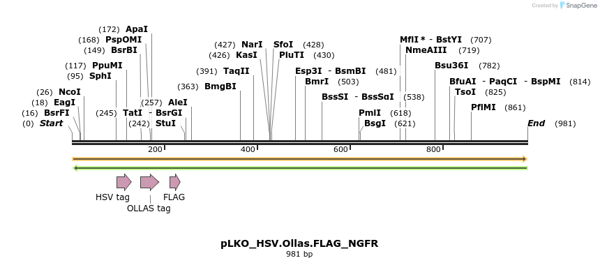 305409_map