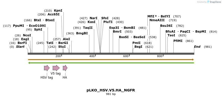 305449_map