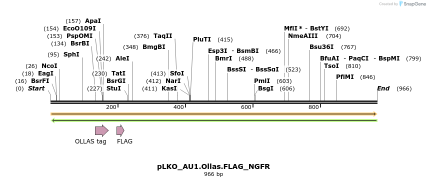 305515_map