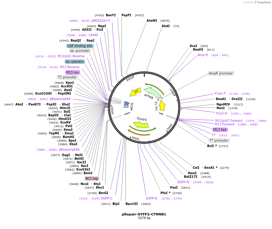 153432-plasmid-map-sequence-id-305647