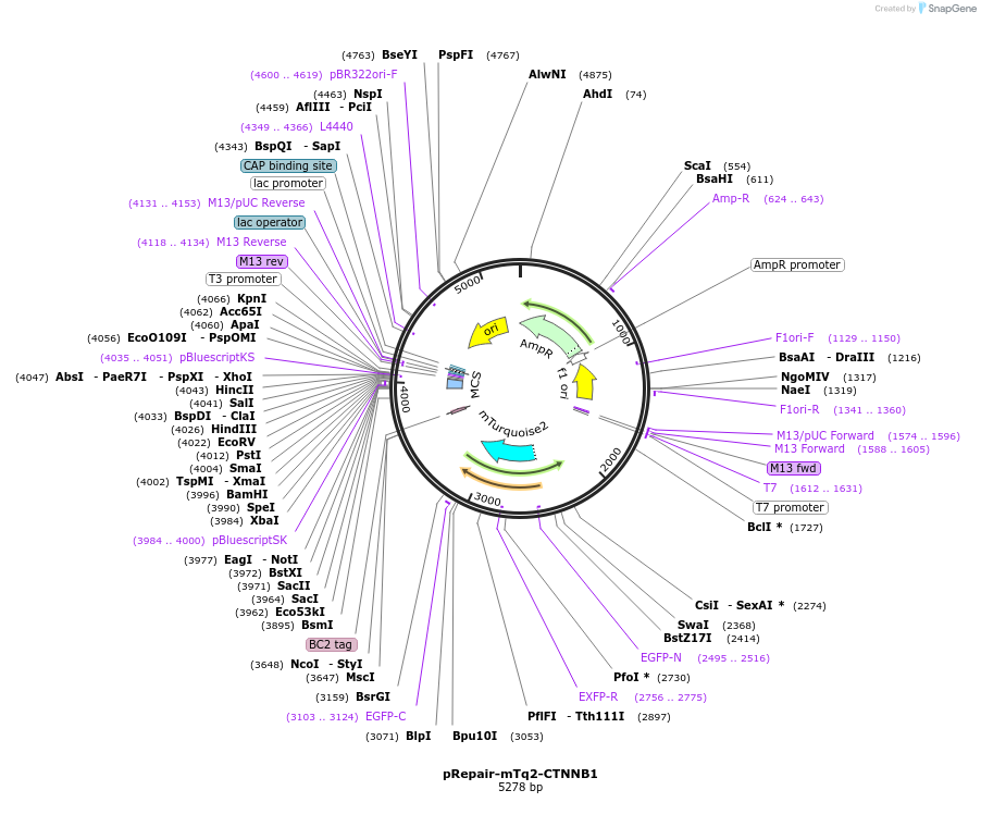 153433-plasmid-map-sequence-id-305650