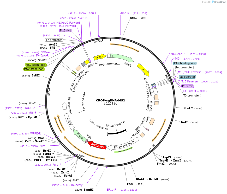 153457-plasmid-map-sequence-id-305676
