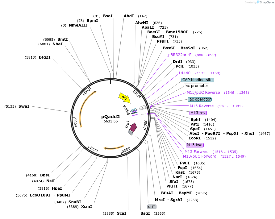 135662-plasmid-map-sequence-id-305688