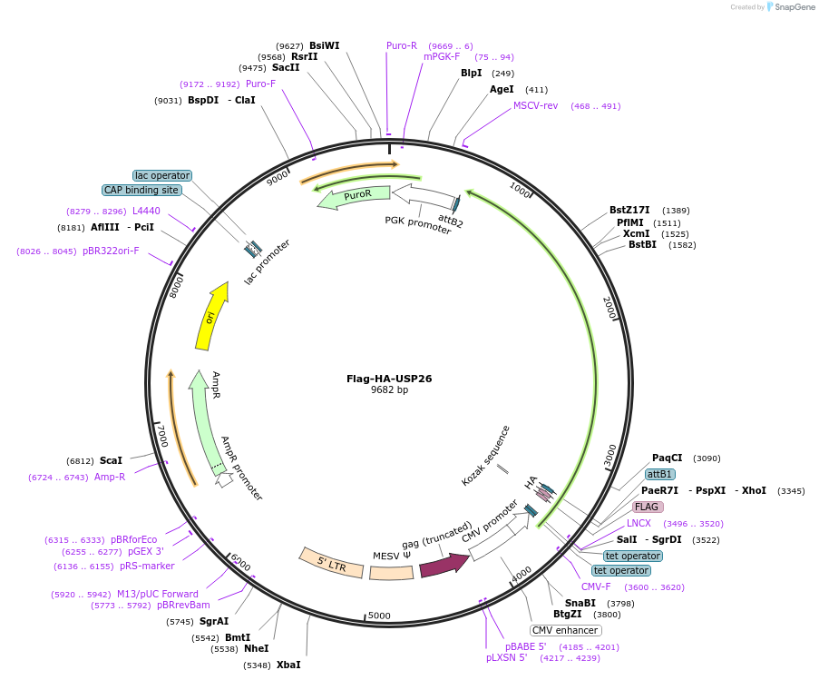 22598-plasmid-map-sequence-id-305742