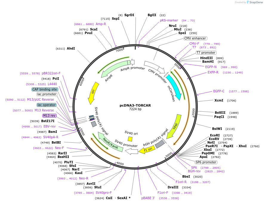 64927-plasmid-map-sequence-id-305762