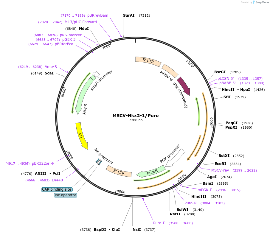 31271-plasmid-map-sequence-id-305765