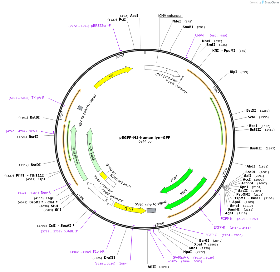 35958-plasmid-map-sequence-id-305766