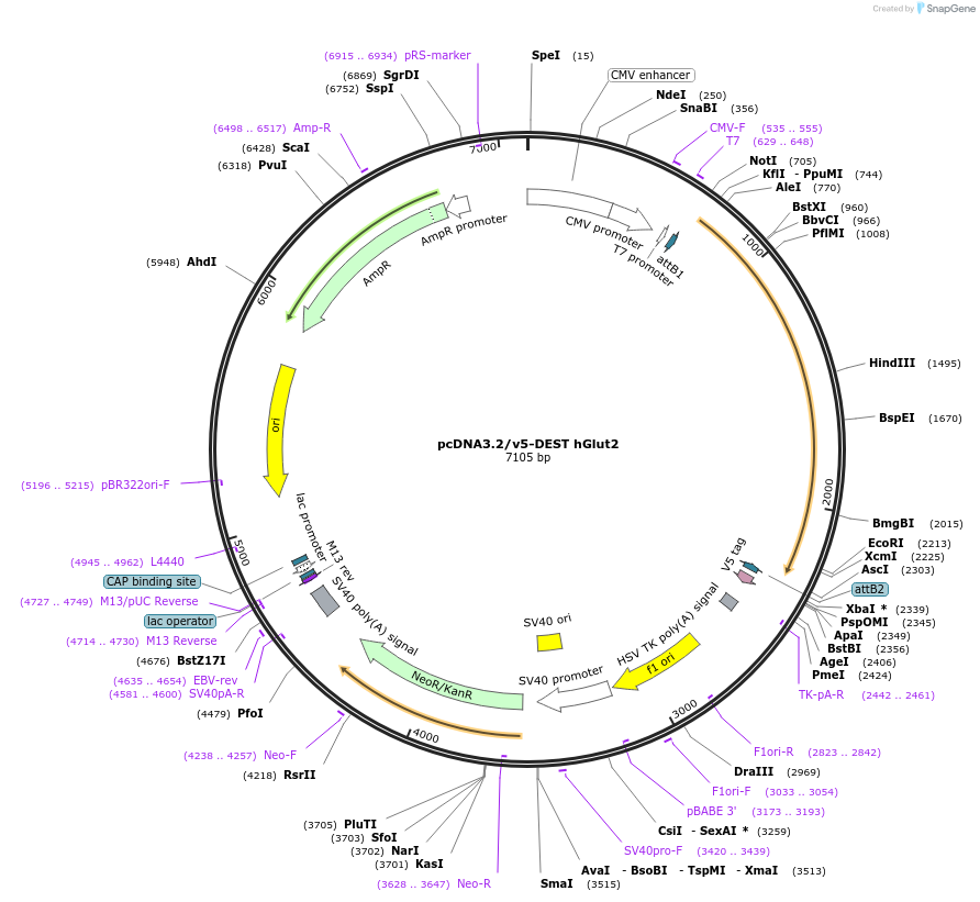 18086-plasmid-map-sequence-id-305767