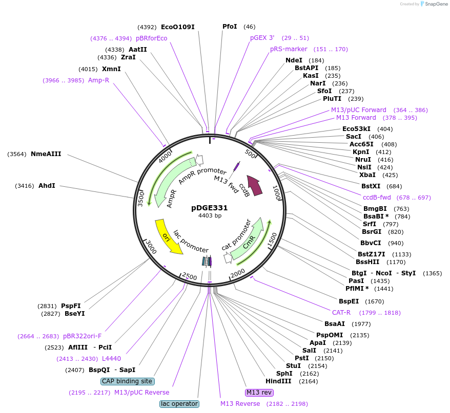 153240-plasmid-map-sequence-id-305768