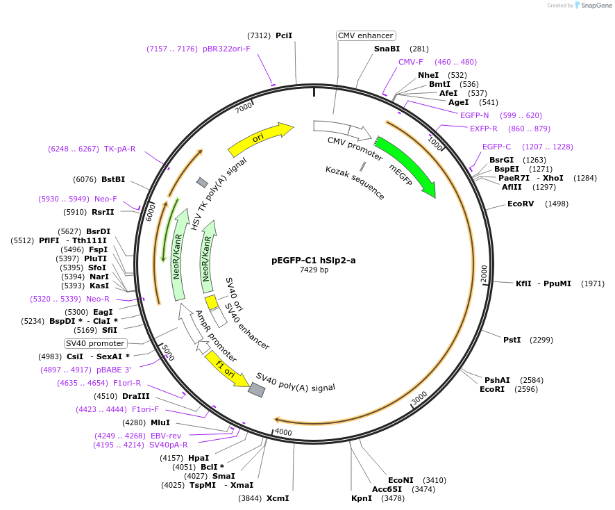 40047-plasmid-map-sequence-id-305769