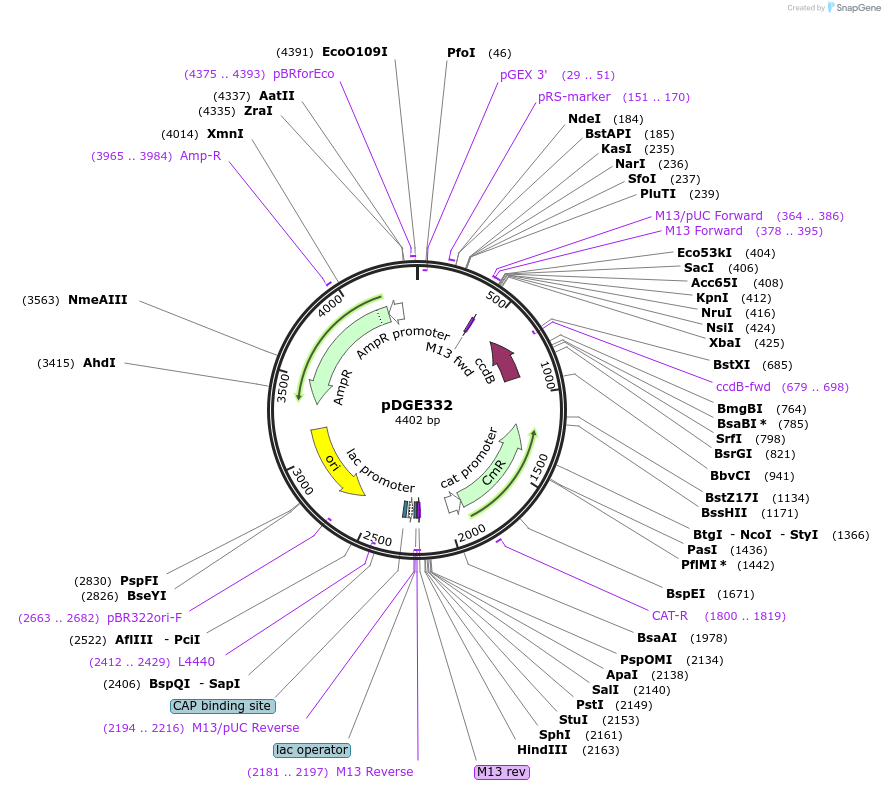153241-plasmid-map-sequence-id-305772