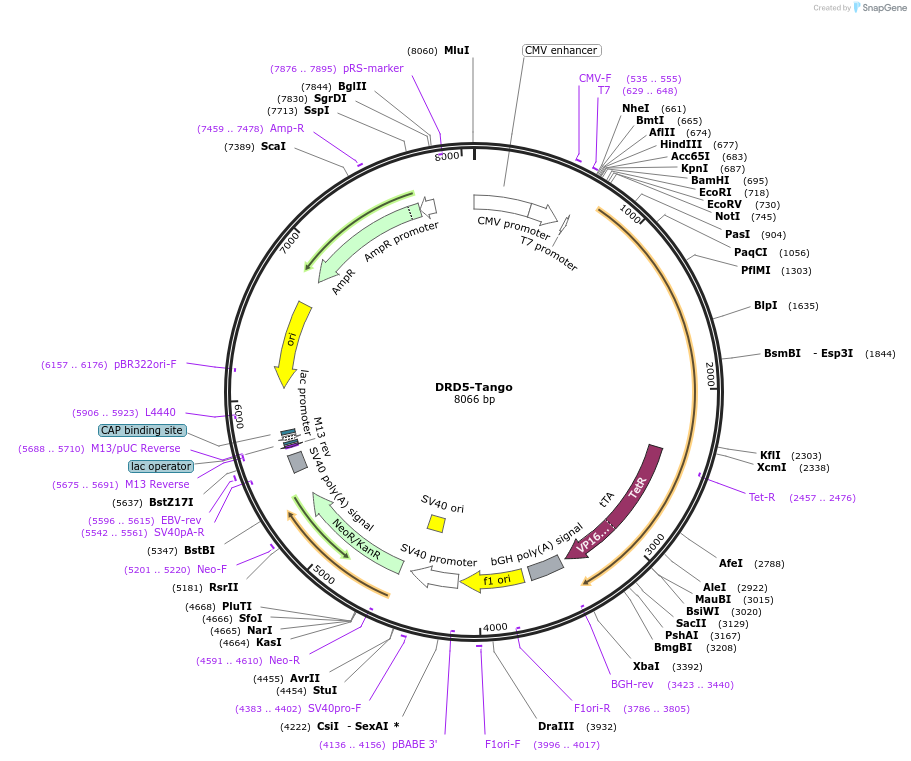 66272-plasmid-map-sequence-id-305774
