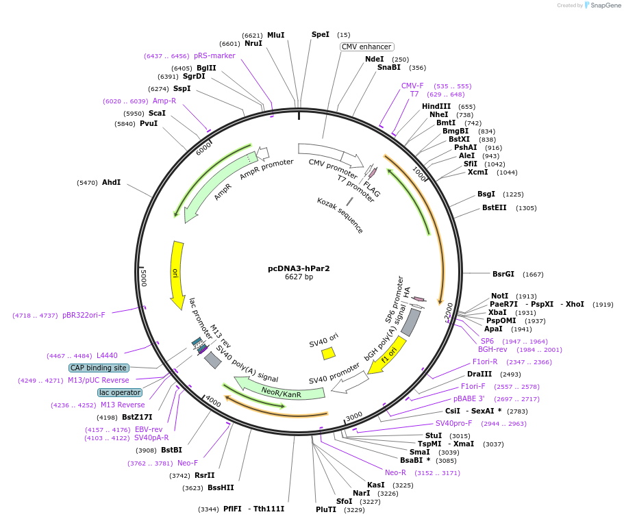 53228-plasmid-map-sequence-id-305775