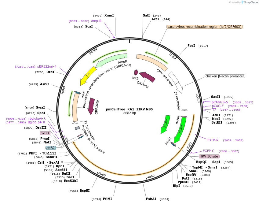 145348-plasmid-map-sequence-id-305777