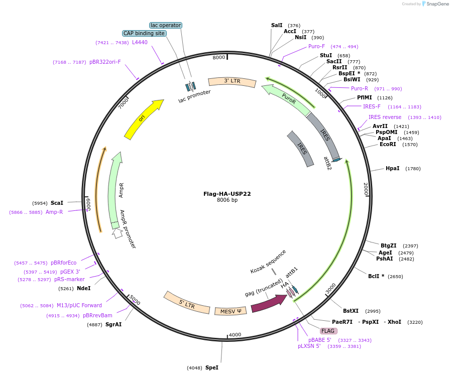 22575-plasmid-map-sequence-id-305779