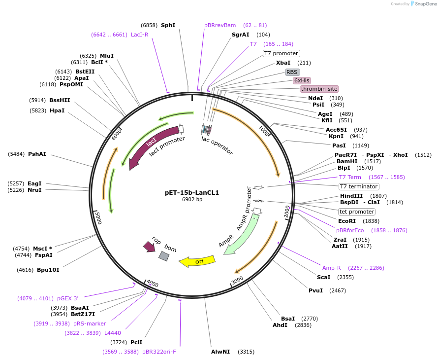154189-plasmid-map-sequence-id-305780