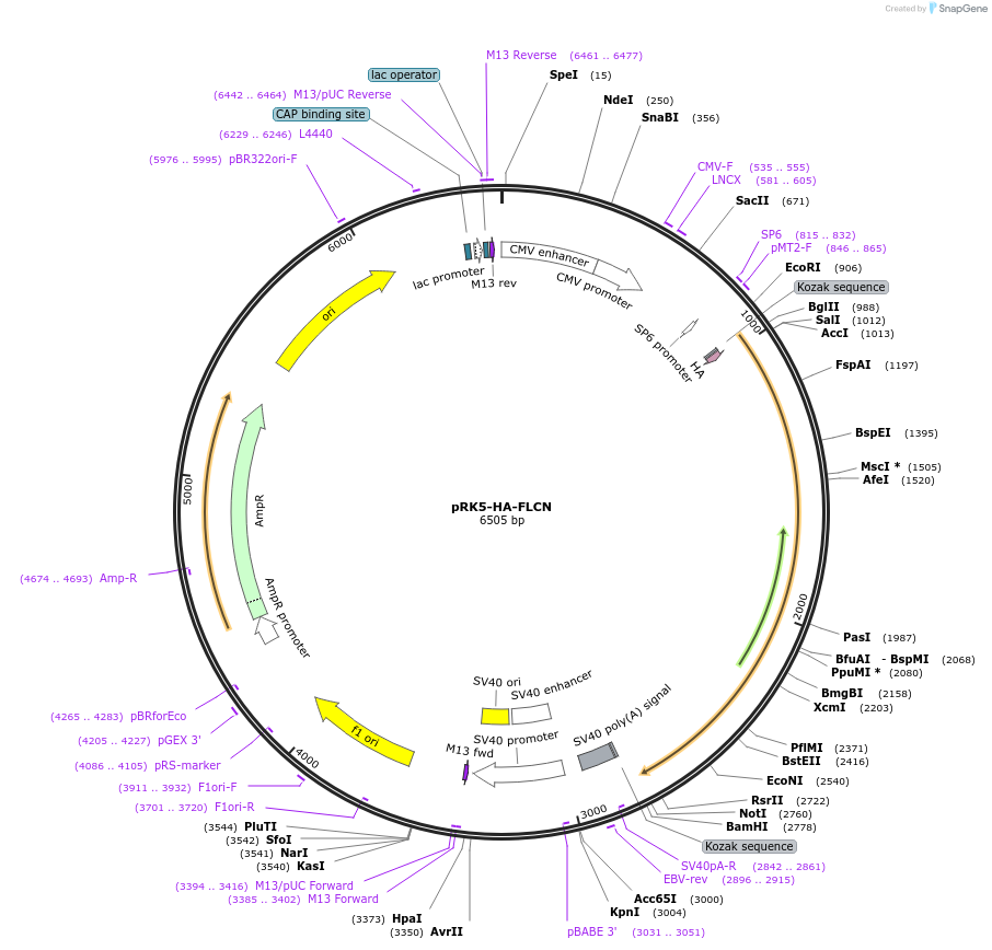 72291-plasmid-map-sequence-id-305782