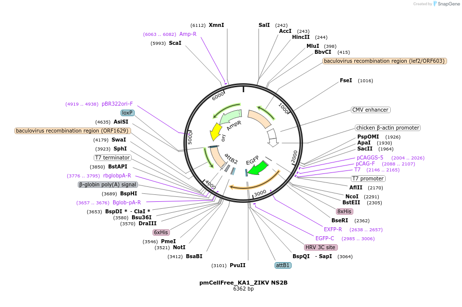 145344-plasmid-map-sequence-id-305785