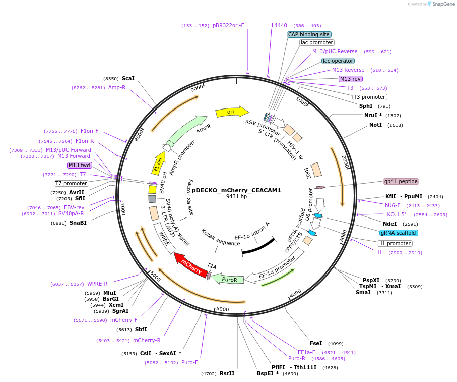 140102-plasmid-map-sequence-id-305790