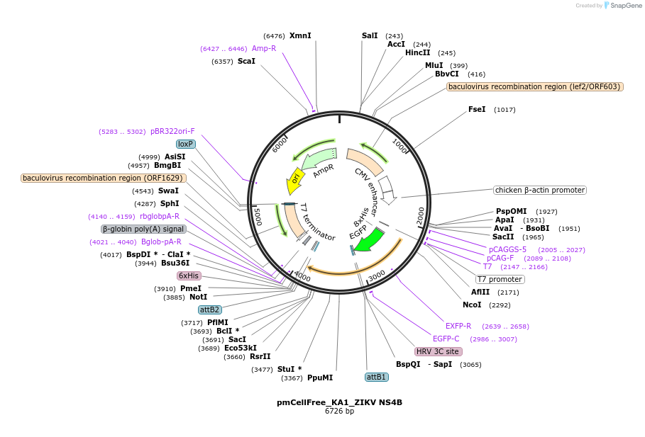 145347-plasmid-map-sequence-id-305793
