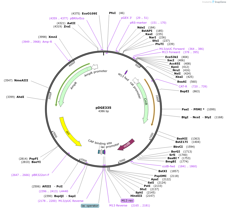 153244-plasmid-map-sequence-id-305794