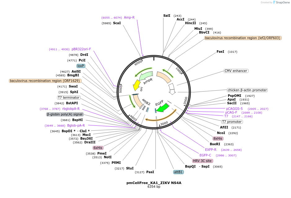 145346-plasmid-map-sequence-id-305798