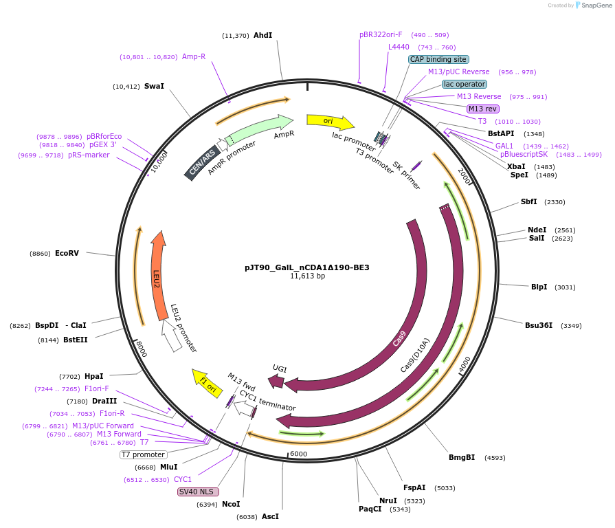 145050-plasmid-map-sequence-id-305805