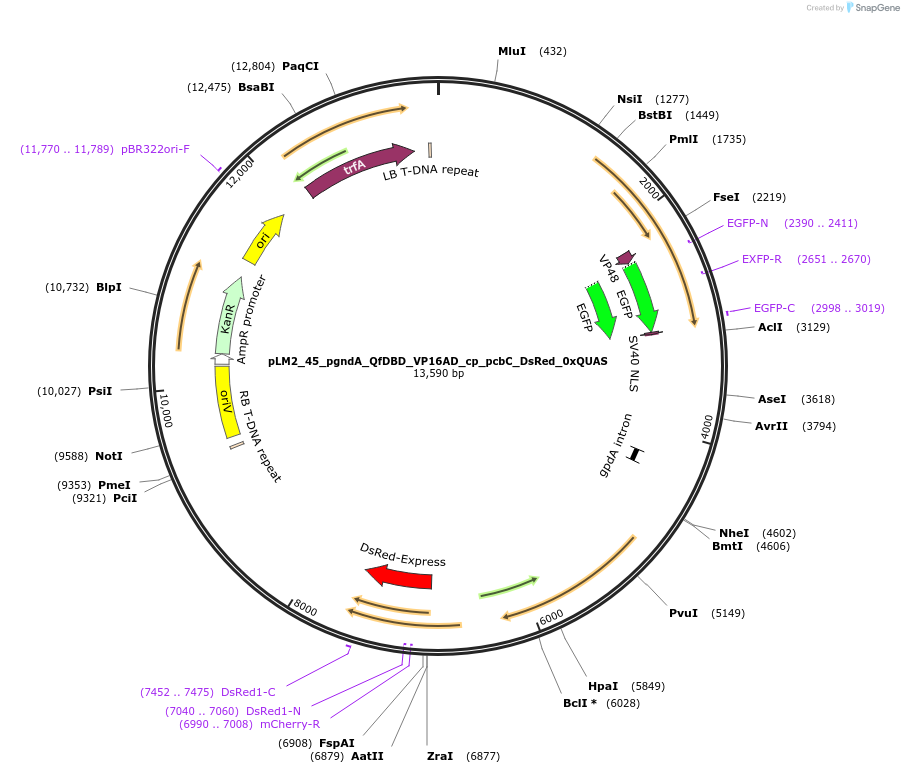 154225-plasmid-map-sequence-id-305810